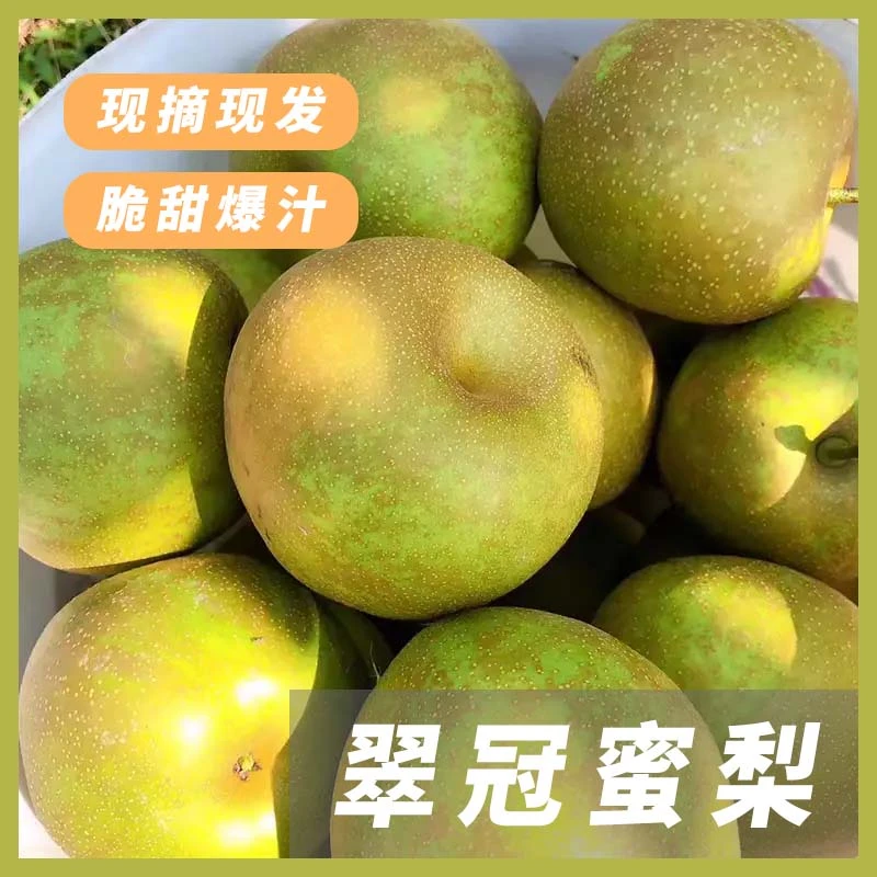 皇冠翠冠蜜梨1900g酥脆冰糖梨青皮蜜梨皮薄多汁现摘现发