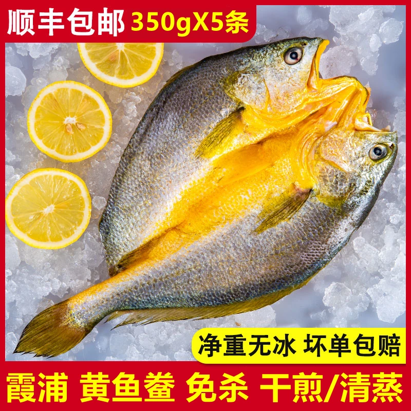 【350gX5条】宁德霞浦黄鱼鲞 大黄鱼 新鲜冷冻黄花鱼 免杀免洗
