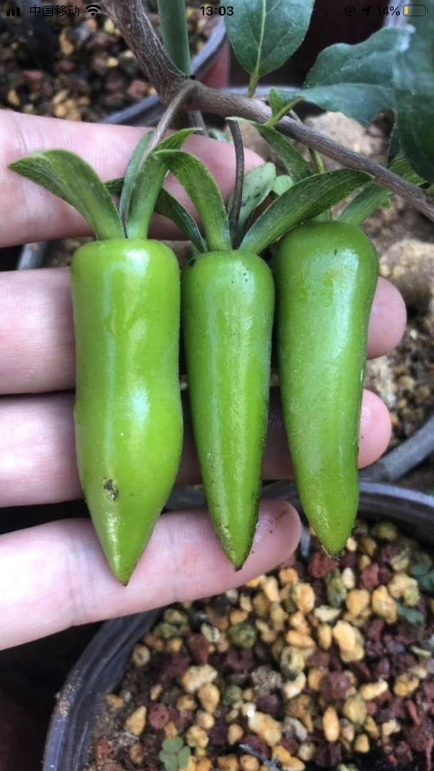 老鸦柿品种苗直播专用付款