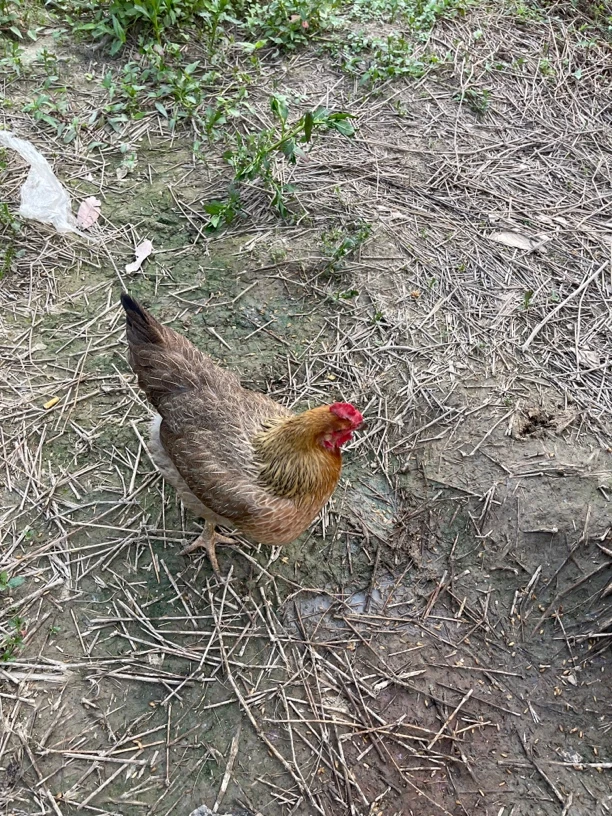 2只装正宗清远走地鸡 农家散养 现杀 顺丰包邮