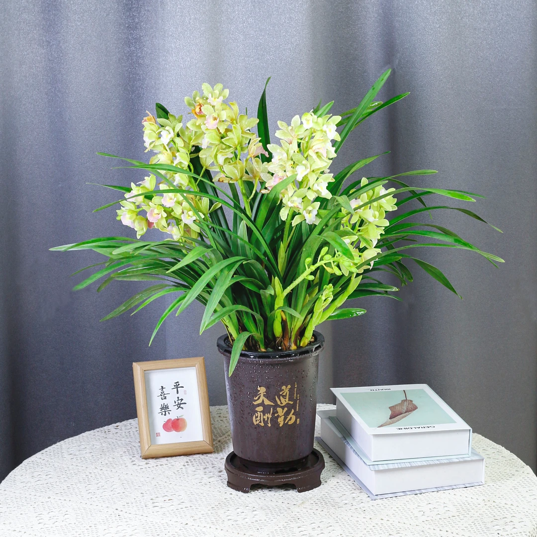 【带花苞兰花】香兰盆栽名贵精品四季常青室内花卉开花浓香好养