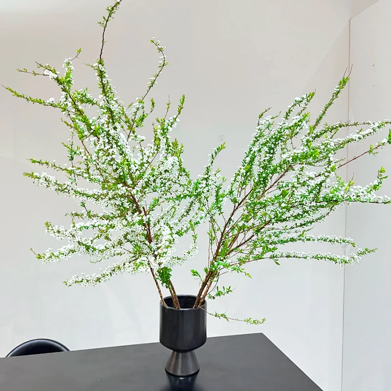【遇水开花】雪柳鲜枝干枝水培植物花卉室内盆栽四季水养龙柳绿植