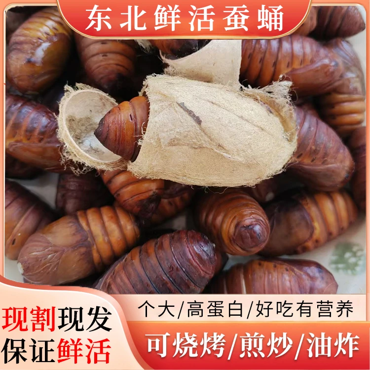 东北鲜活蚕蛹新鲜蝉蛹大个柞蚕蛹茧蛹大黄高蛋白500g包邮