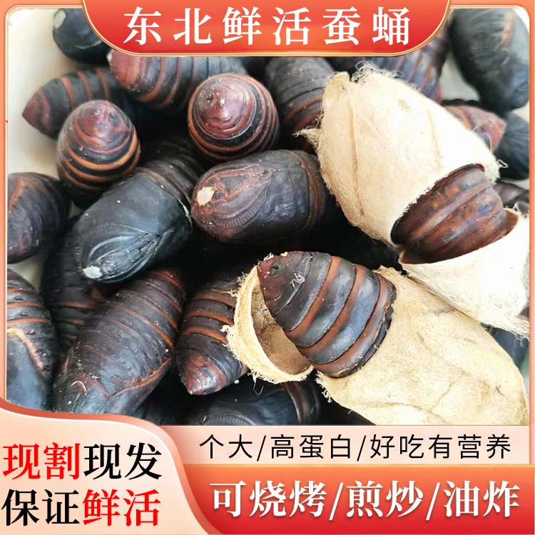 东北鲜活蚕蛹新鲜蝉蛹大个柞蚕蛹茧蛹大黑高蛋白500g包邮