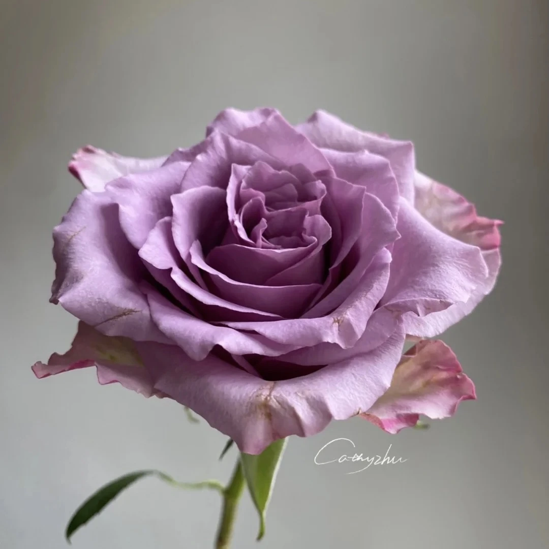 鲜花~单头玫瑰~紫霞仙子(签收后超24小时不售后)