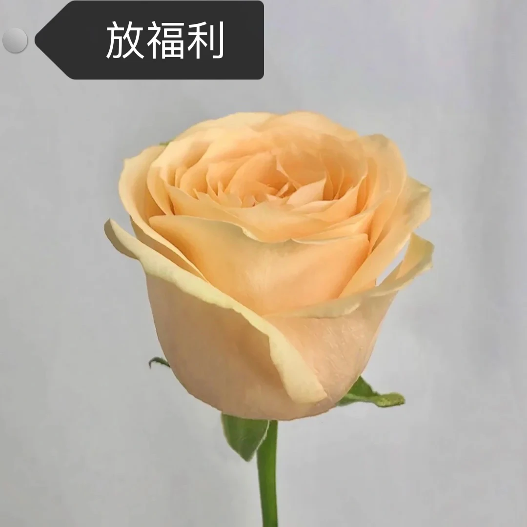 鲜花~单头玫瑰~香槟（签收后超24小时不售后）