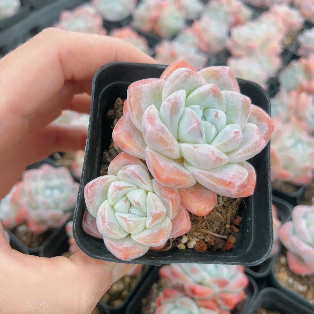 7#双头冰玉精品多肉