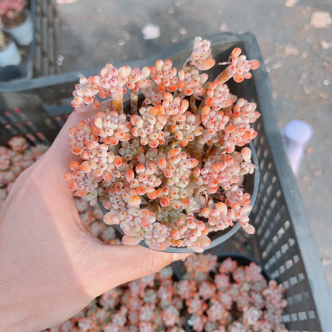 9# 糖豆多头小老桩带盆土发货