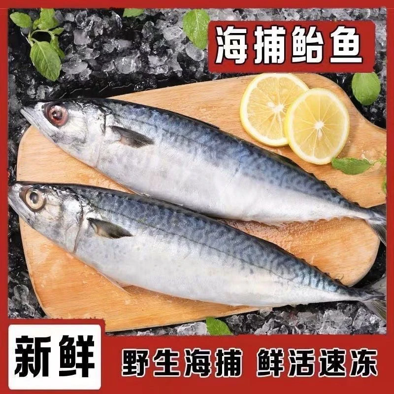 海鱼新鲜 青占鱼  台巴鱼连云港顺丰包邮发货