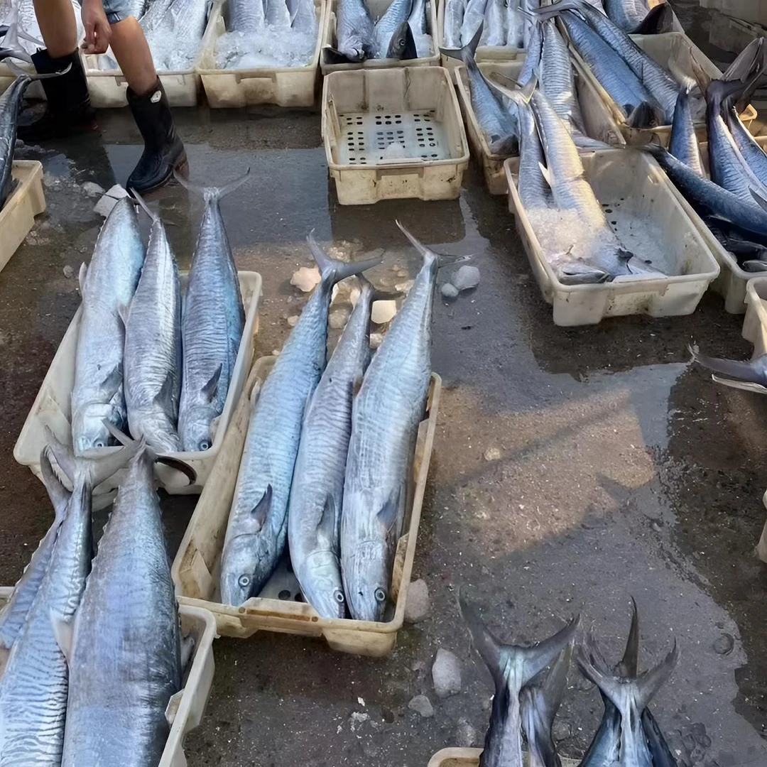 海南正品本地马鲛鱼礼盒装