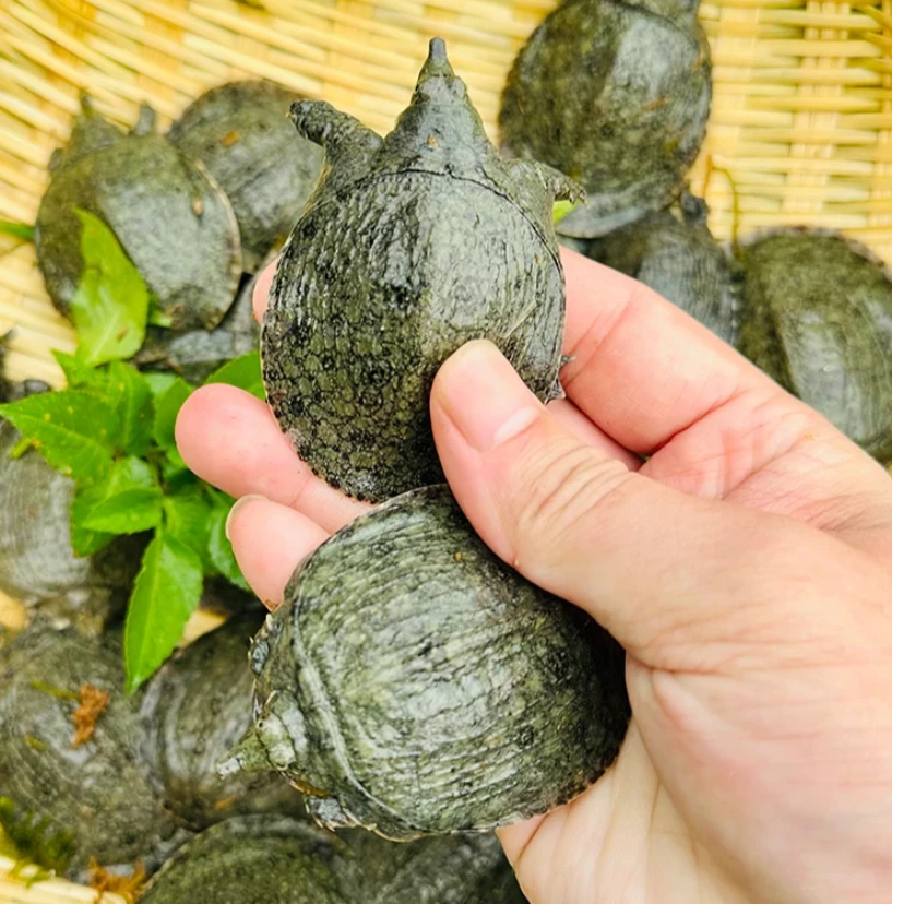 精选2025头批10-50克外塘冷水甲鱼苗养殖专用团鱼水鱼基地直发