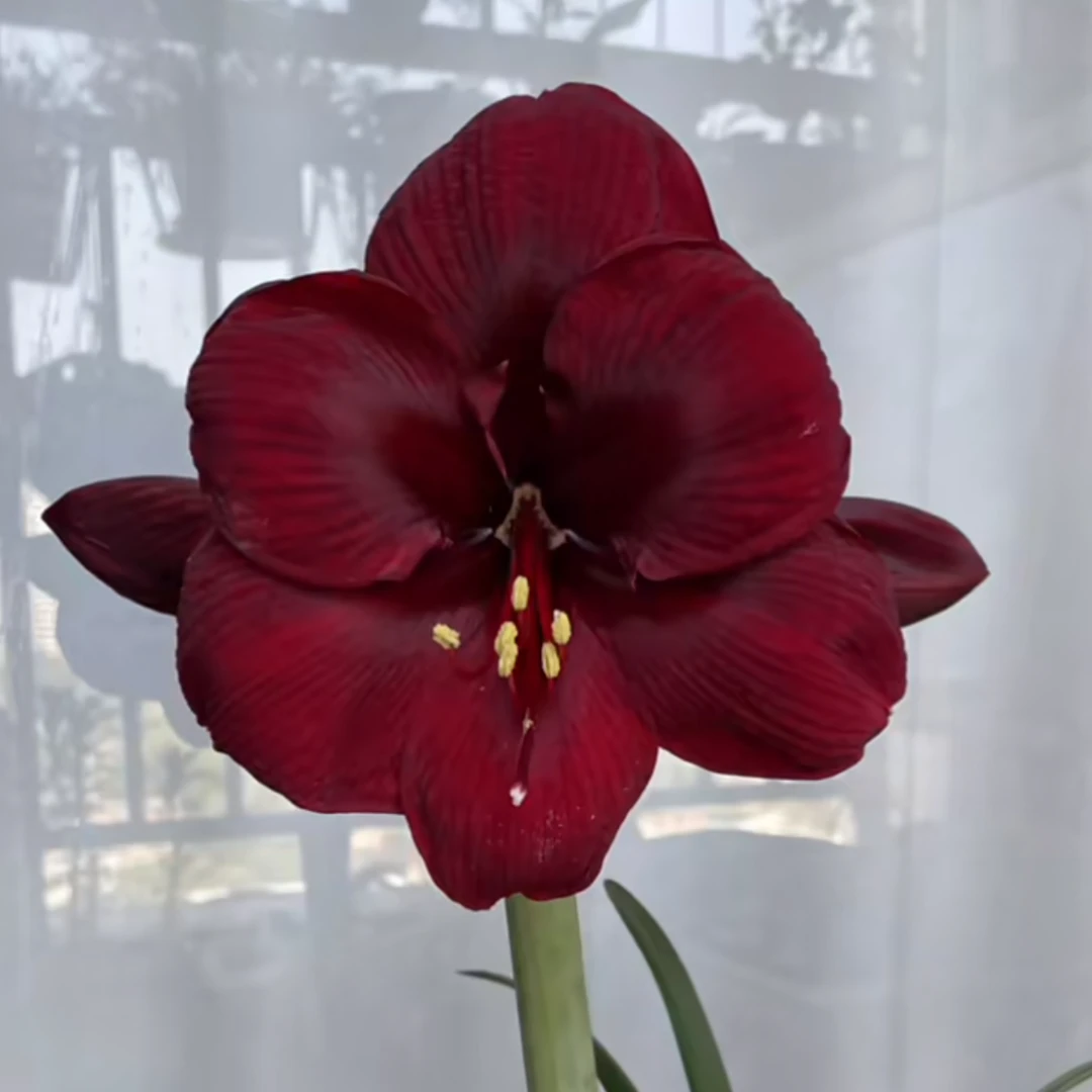 现货 进口荷兰单瓣朱顶红【大天后】 艺晓花卉1颗包邮