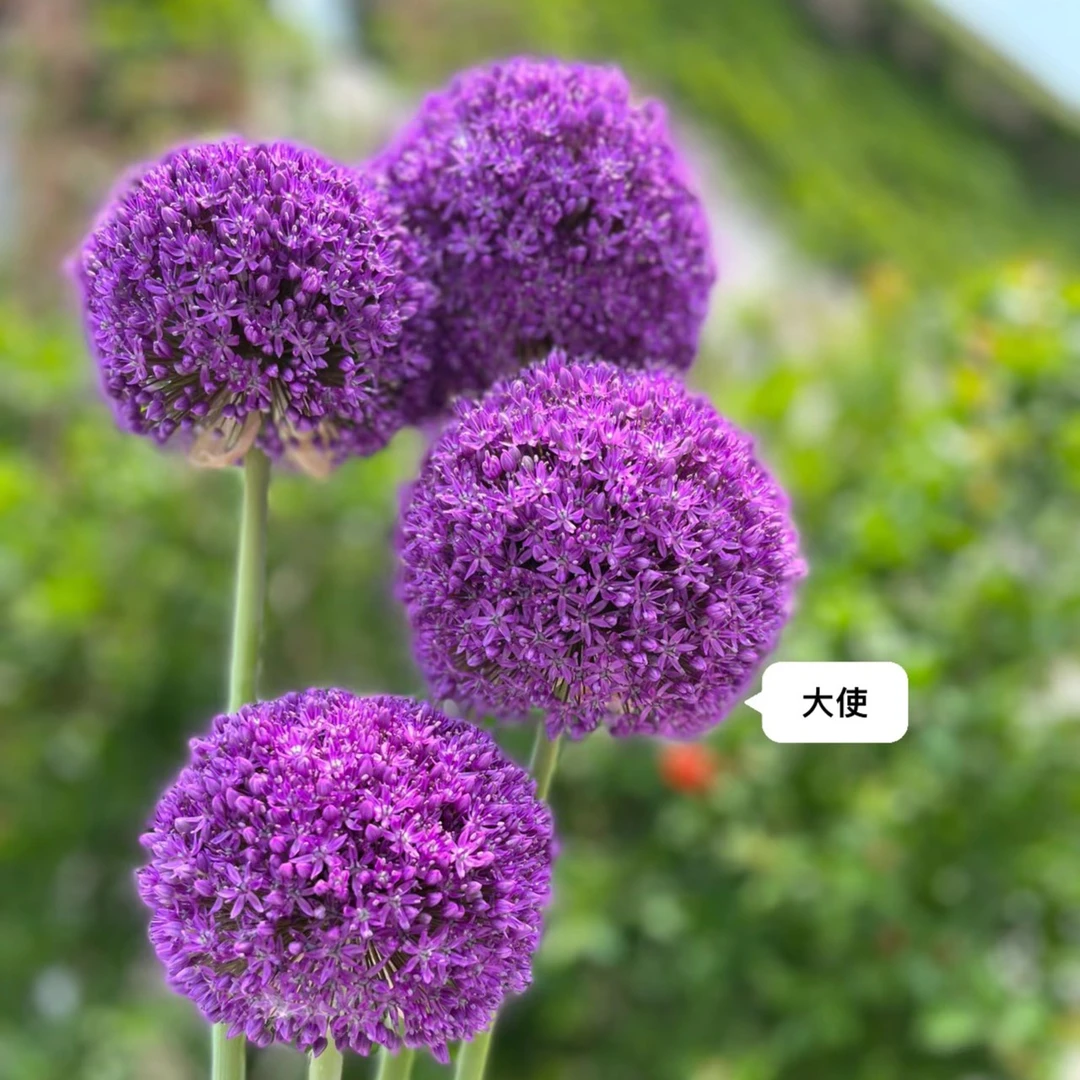 现货 进口荷兰耐寒花卉盆栽地栽大花葱球根
