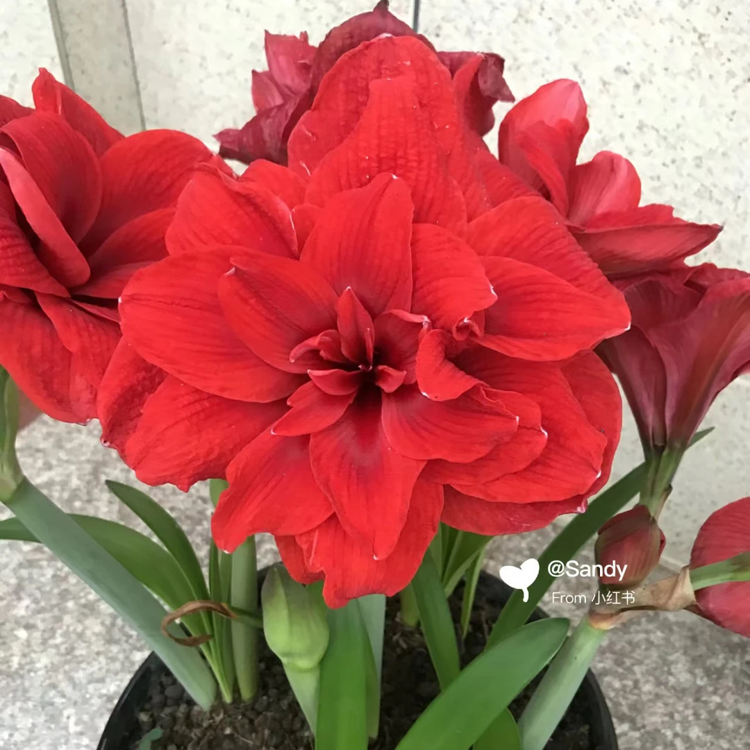 现货 重瓣朱顶红【双龙】自然球 艺晓花卉1颗包邮