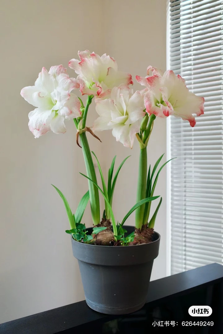 现货 朱顶红自然球 艺晓花卉1颗包邮