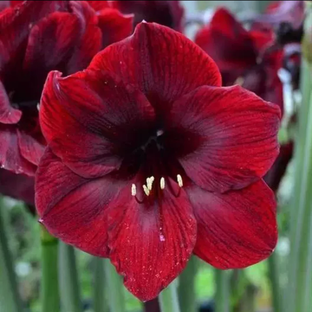 现货 荷兰进口单瓣朱顶红【黑天鹅】 艺晓花卉1颗包邮