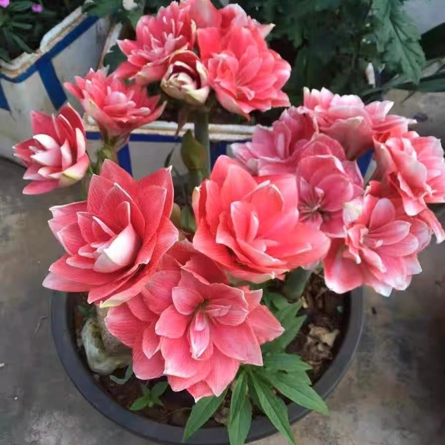 现货重瓣朱顶红种球【双梦】 艺晓花卉1颗包邮（实际偏小1到3公分）