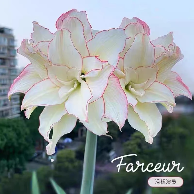 现货 南进进口重瓣朱顶红【滑稽演员】 艺晓花卉