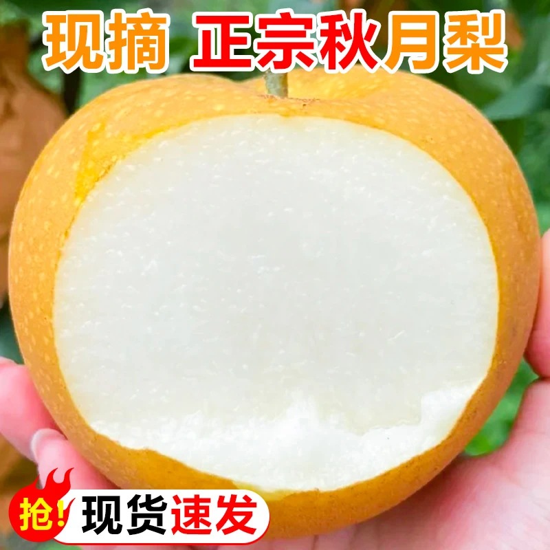 正宗山东莱阳秋月梨新鲜梨子当季水果现摘现发雪蜜梨整箱包邮
