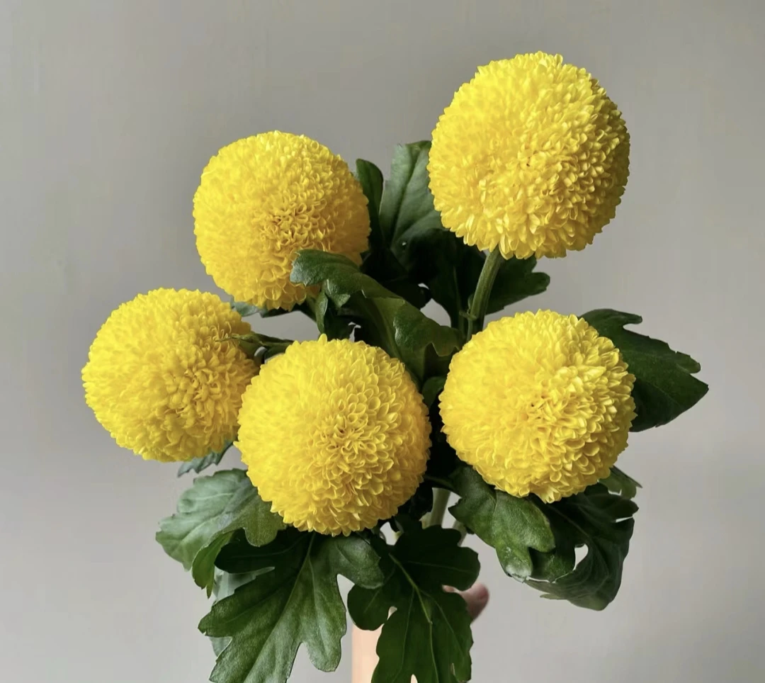 【彩色乒乓菊】好养易成活庭院阳台绿植花卉乒乓菊