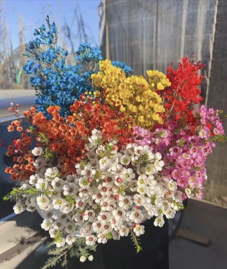 （花之苑）澳洲腊梅冬季耐寒水养鲜切花