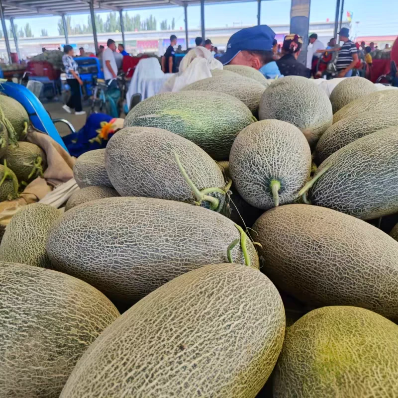 【EMS空运包邮】新疆喀什伽师瓜，纯甜多汁不正宗不要钱新疆直发全国