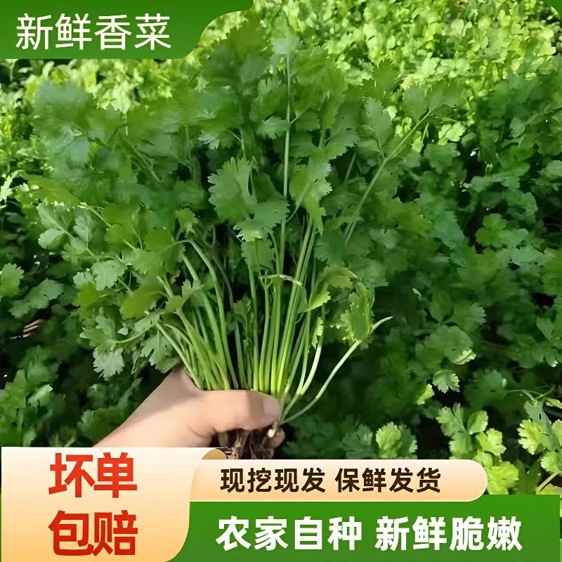 现挖新鲜香菜河南农家自种露天香菜新鲜芫荽调味火锅蔬菜现挖现发