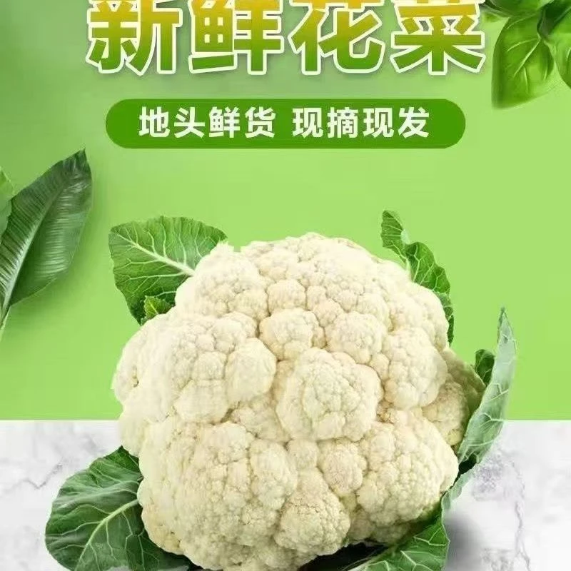 【花菜】河南省露天种植花菜花椰菜 蔬菜产地现摘 新鲜菜花白色花菜