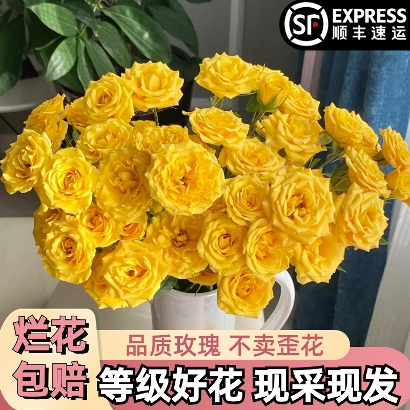 A【梦幻芭比】多头玫瑰鲜花朵插花束鲜切花卉云南基地「活力】顺丰