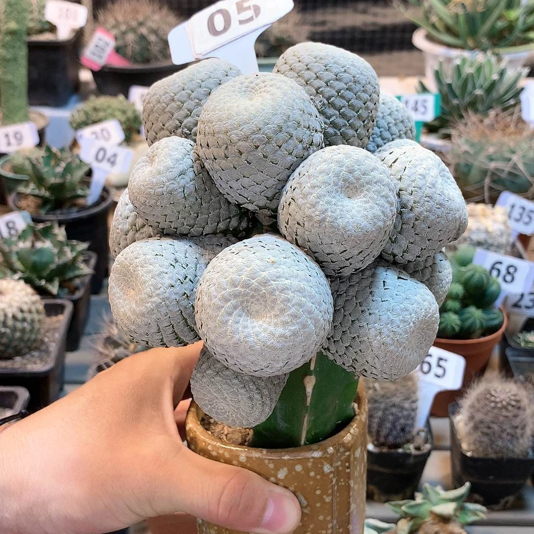 05鱼鳞大姬