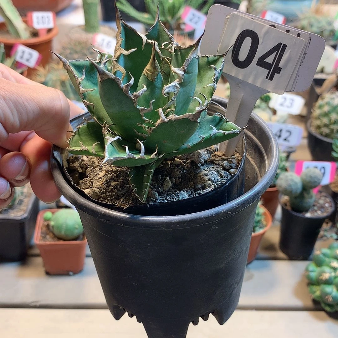 04凯煞
