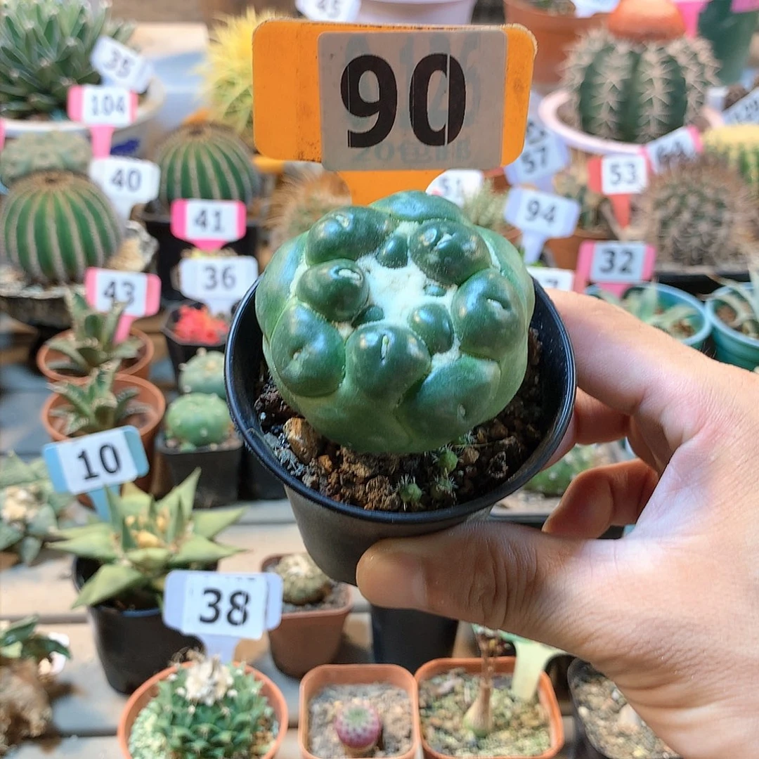 90蜘蛛眼