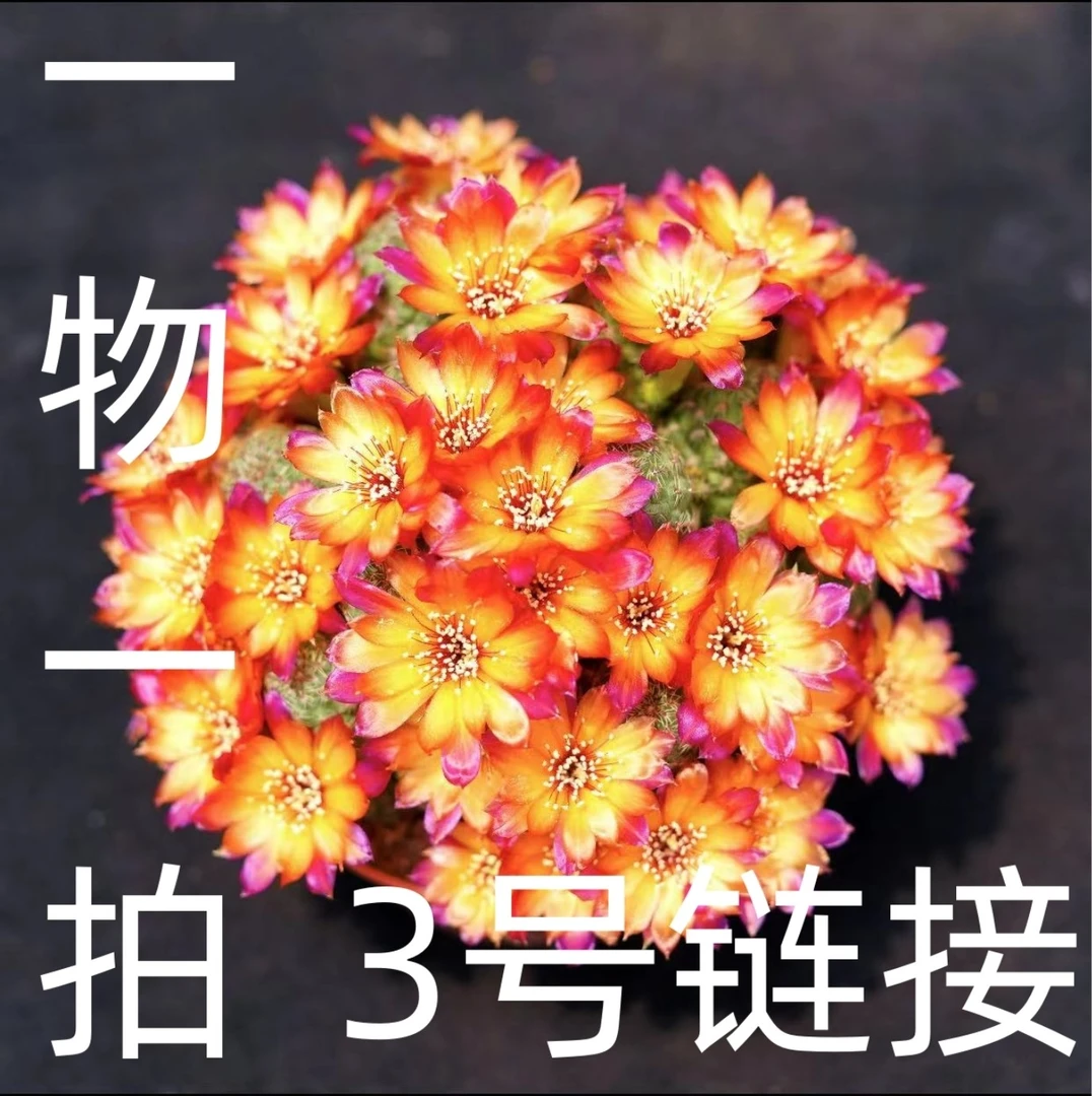 (3)号链接!一物一拍!非偏远一单包邮发货!