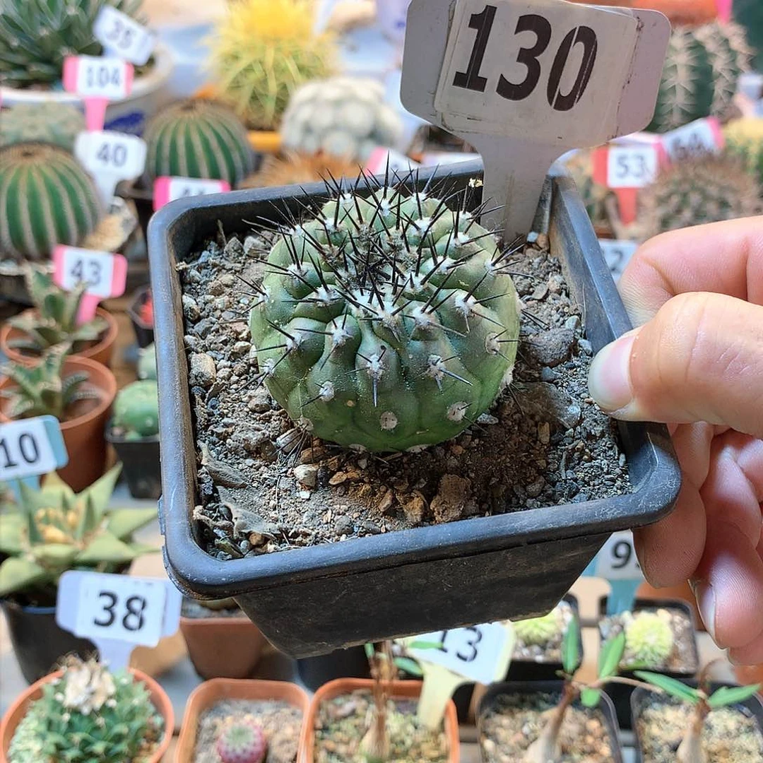 130黑王
