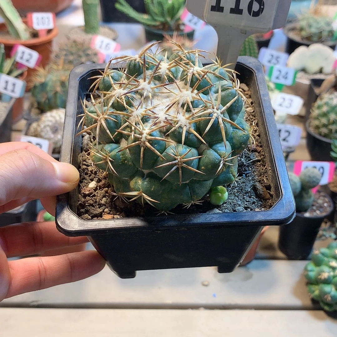 118天丝象牙