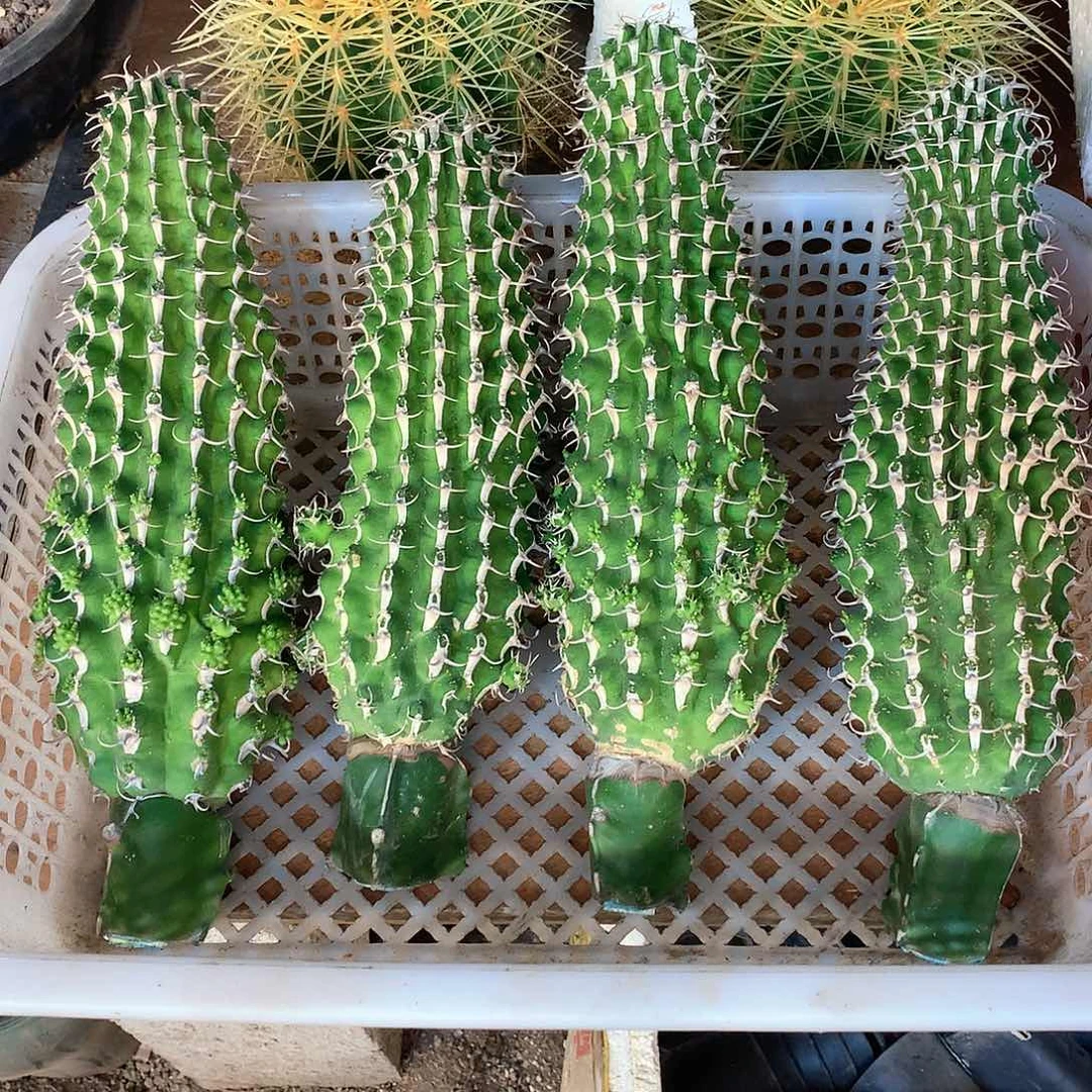 牛角麒麟