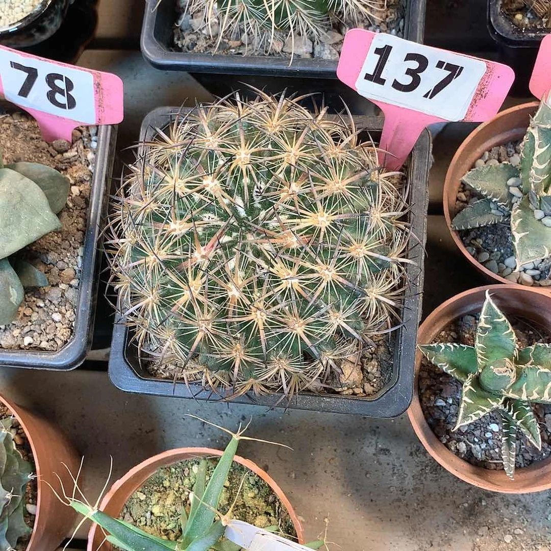 137虎爪玉