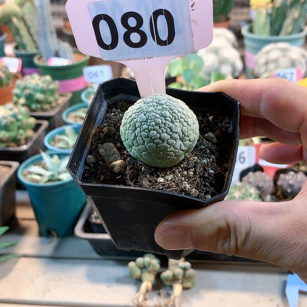 80凝蹄玉