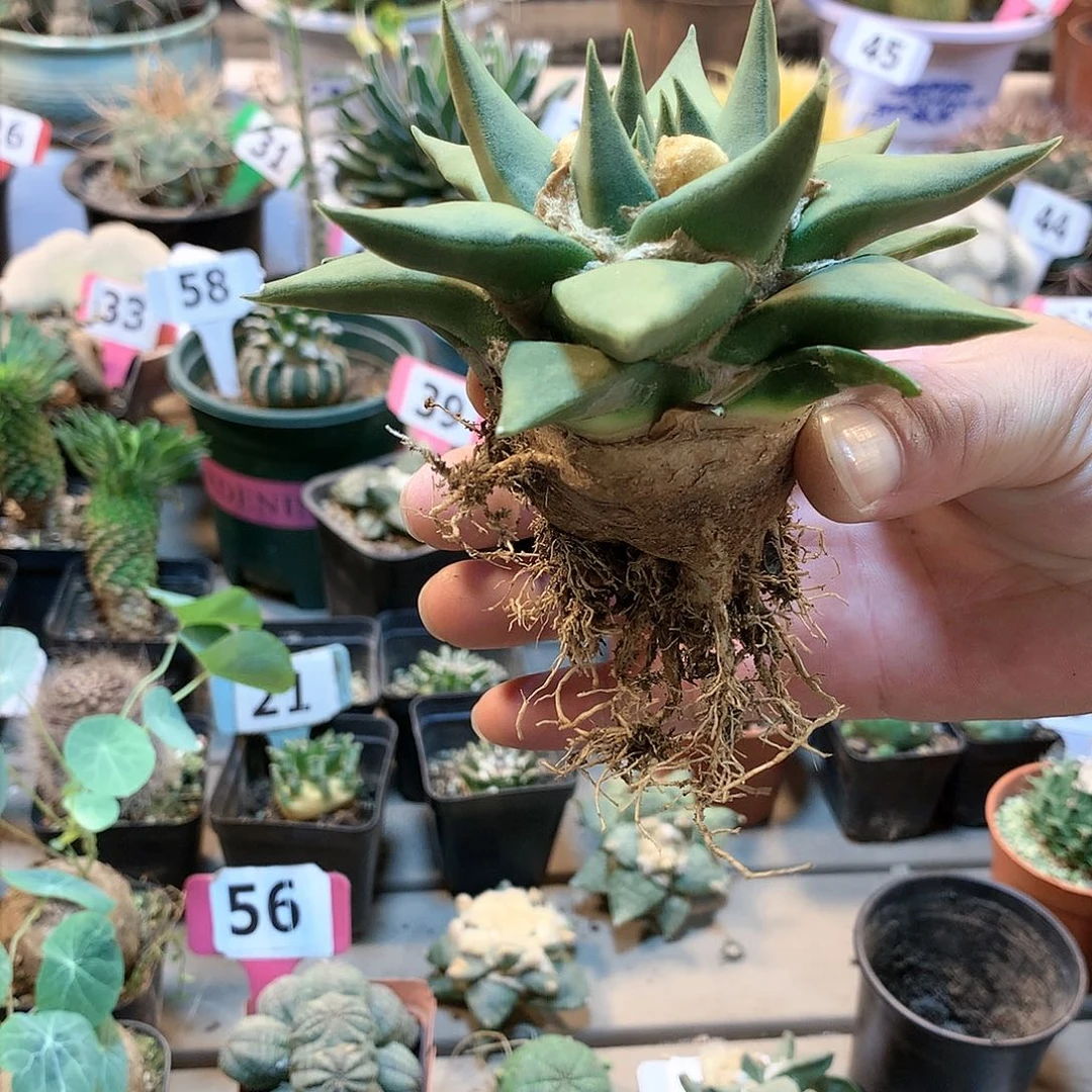 10龙牙