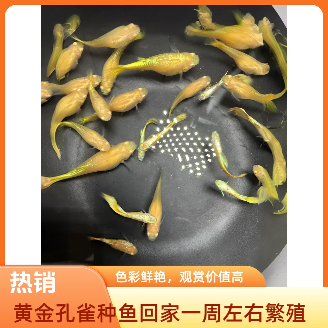 黄金马特丽孔雀种鱼公2-3厘米母鱼4-5厘米渔场直发包活到家