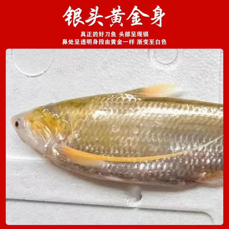 崇明发货 刀鱼 特大刀鱼 一斤 近海捕捞 崇明顺丰直发 小网货新鲜
