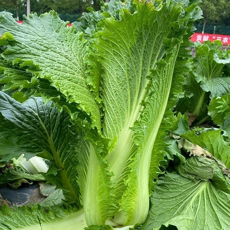 天津青麻叶直筒形白菜种子秋季绿大青麻叶大白菜四季播蔬菜种籽
