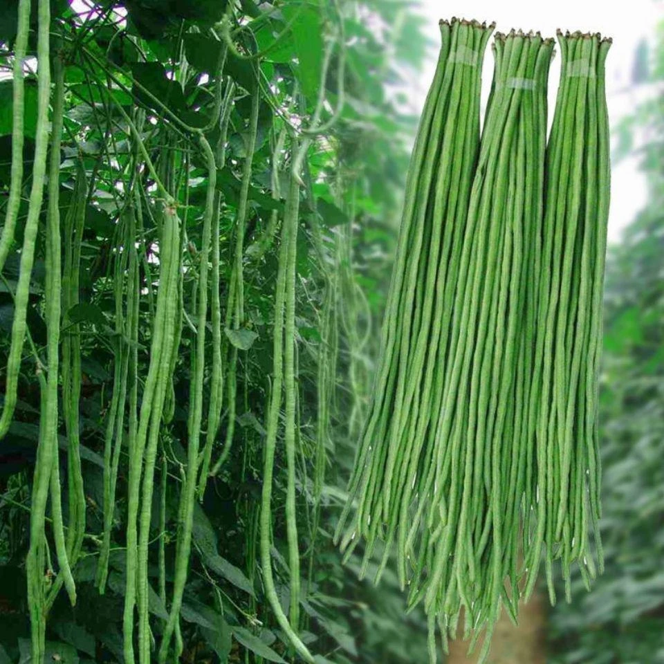 (新客立减)28-2特长豆角种子江西原种豇豆种子绿豆角原种豇豆