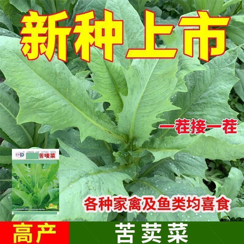【工厂直发】养兔子养鹅牧草种子鸡鸭鱼猪鹅苦麦菜鹅菜种苦唛菜春