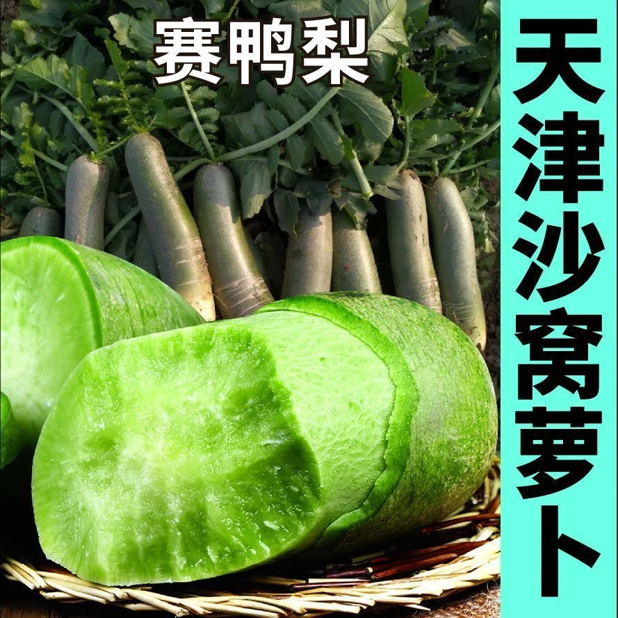 天津正宗沙窝萝卜种子里外青水果型赛鸭梨露地棚栽四季播蔬菜种籽