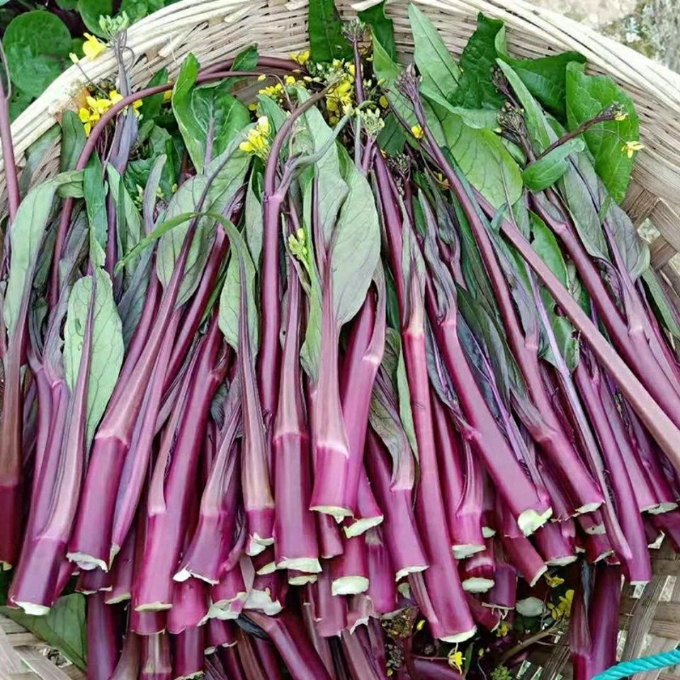 (新客立减)红菜苔种子种籽紫菜苔油菜苔四季菜秋季蔬菜籽甜菜心