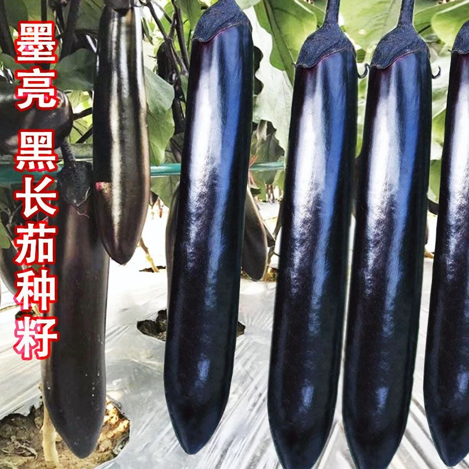 黑又亮黑龙长茄种子蔬菜种子黑色肉厚四季田园大棚蔬菜种子菜种子