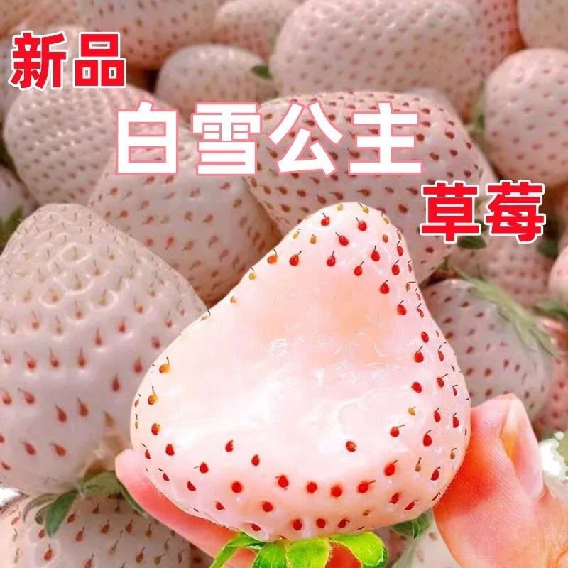 奶油白草莓种子庭院室内阳台盆栽水果种籽多年生四季易种种植发芽