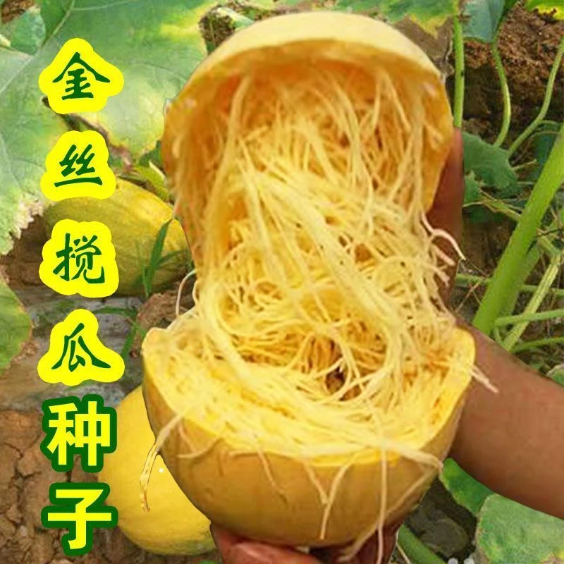 (买二送一)优质金丝搅瓜种子四季蔬菜种子天然粉丝南瓜金丝瓜好吃