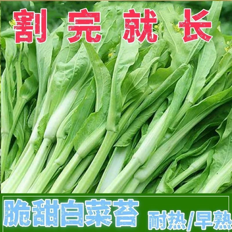 【活动中】脆甜白菜苔早熟香甜白菜心青菜脆甜菜苔农家蔬菜